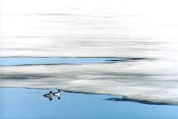 Mallard ducks on a frozen lake.