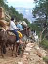 Canyon mules ready to make the trek to Phantom Ranch.