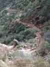 The Bright Angel trail.